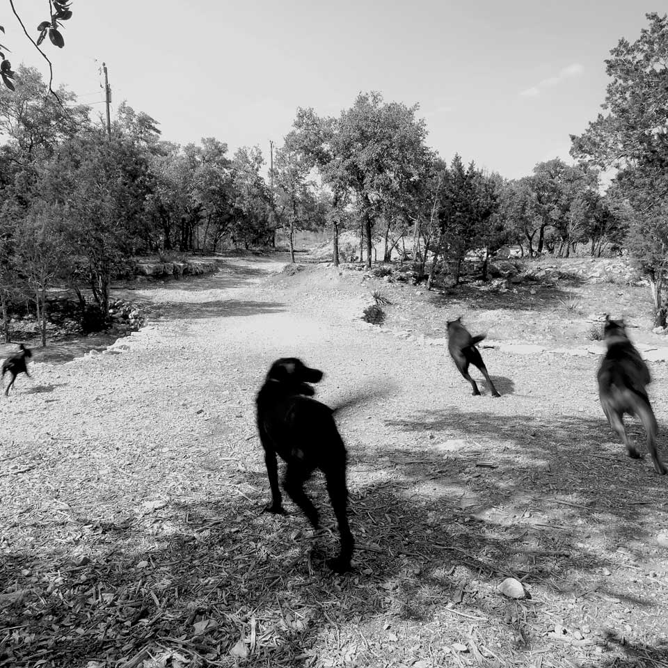 AtoZ dogs running