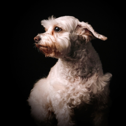 white dog